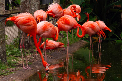 Flamingo Gardens
